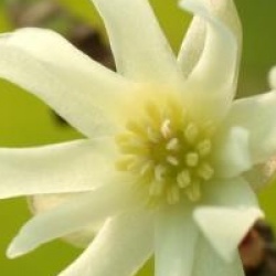 Illicium anisatum