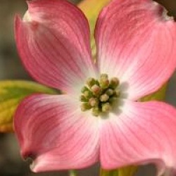 Cornus florida 'Cherokee Sunset'