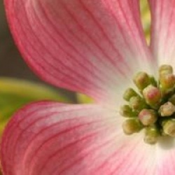 Cornus florida 'Cherokee Sunset'