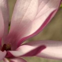 Magnolia 'Betty'