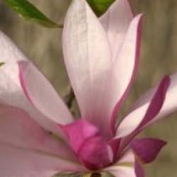 Magnolia 'Betty'