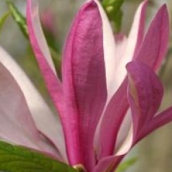 Magnolia 'Betty'