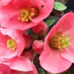 Chaenomeles speciosa 'Eximia'