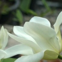 Magnolia 'Sundance'