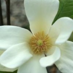 Magnolia 'Sundance' - Magnolia � fleurs jaunes Sundance