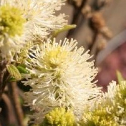 Fothergilla x intermedia 'Blue Shadow'