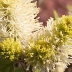 Fothergilla x intermedia 'Blue Shadow'