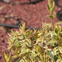 Abelia x grandiflora 'Radiance' � - Ab�lia Radiance