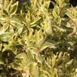 Abelia x grandiflora 'Radiance' �