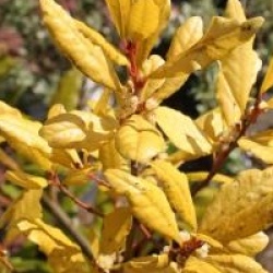 Laurus nobilis 'Aurea' - Laurier sauce dor�