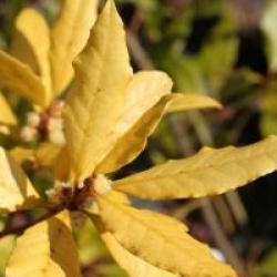 Laurus nobilis 'Aurea'