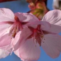 Prunus sargentii 'Charles Sargent' - Cerisier de Sargent 