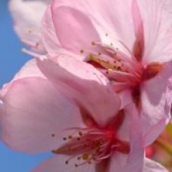 Prunus sargentii 'Charles Sargent'