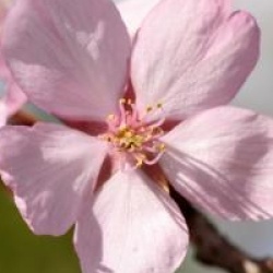 Prunus sargentii 'Charles Sargent'