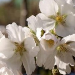 Prunus serrulata 'Hakusan-hata-zakura' - Cerisier � fleurs Hakusan-hata-zakura