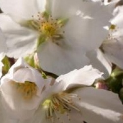 Prunus serrulata 'Hakusan-hata-zakura'