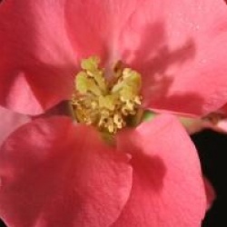 Chaenomeles speciosa 'Eximia' - Cognassier du Japon Eximia