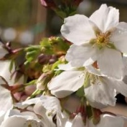 Prunus serrulata 'Hakusan-hata-zakura'