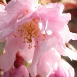 Prunus incisa 'Oshidori' - Cerisier du Japon Oshidori