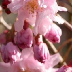 Prunus incisa 'Oshidori'