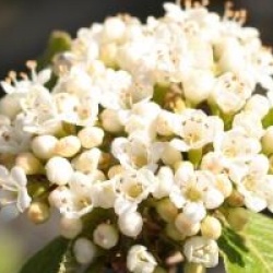 Viburnum 'Emerald Triumph'