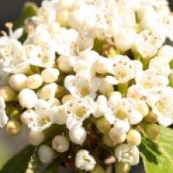 Viburnum 'Emerald Triumph'