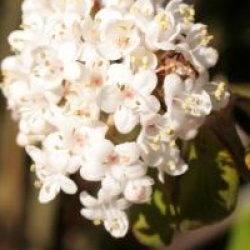 Viburnum x burkwoodii 'Conoy'  - Viorne de Burkwood Conoy