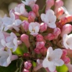 Viburnum x burkwoodii 'Anne Russell' 