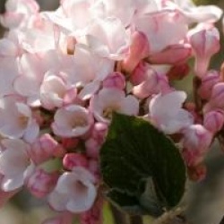 Viburnum x burkwoodii 'Anne Russell' 