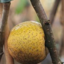 Chaenomeles speciosa 'Eximia'