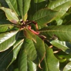 Clethra arborea