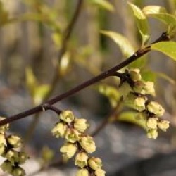 Stachyurus chinensis 'Celina'