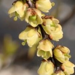 Stachyurus chinensis 'Celina'