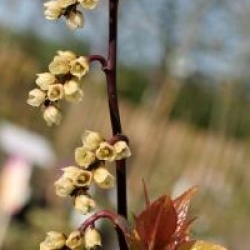 Stachyurus chinensis 'Celina'