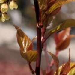 Stachyurus chinensis 'Celina'