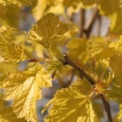 Physocarpus opulifolius 'Nugget'