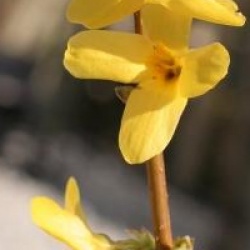 Forsythia x intermedia 'Melissa'