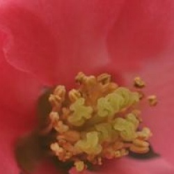 Chaenomeles speciosa 'Eximia'