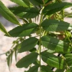 Sorbus commixta 'Dodong'