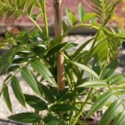 Sorbus commixta 'Dodong'