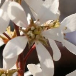 Am�lanchier lisse Snow Cloud