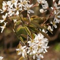 Amelanchier laevis 'Snow Cloud'