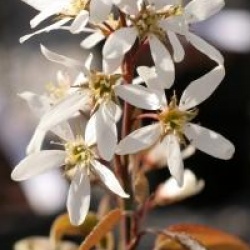 Amelanchier laevis 'Snow Cloud'