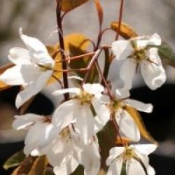 Amelanchier laevis 'Snowflakes'