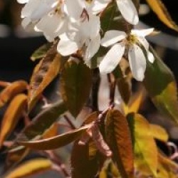 Amelanchier laevis 'Snowflakes'
