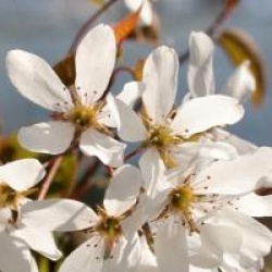 Amelanchier laevis 'Snowflakes'