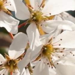 Amelanchier laevis 'Snowflakes'
