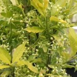 Euonymus europaeus 'Chrysophyllus'