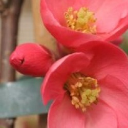 Chaenomeles speciosa 'Eximia'