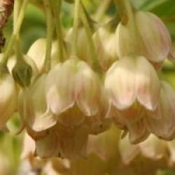 Enkianthus campanulatus var. campanulatus f. albiflorus 